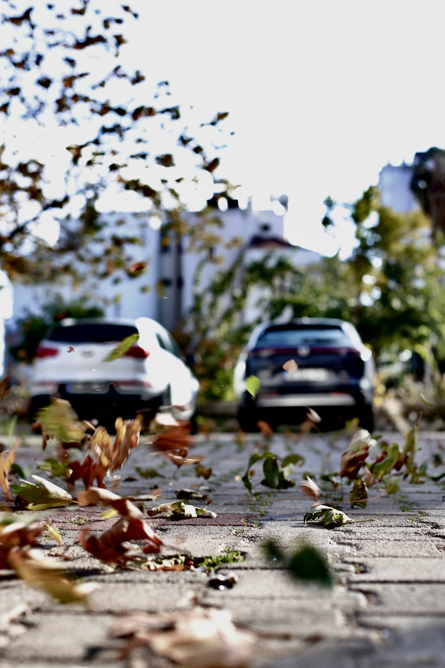 Freedom of Leaves